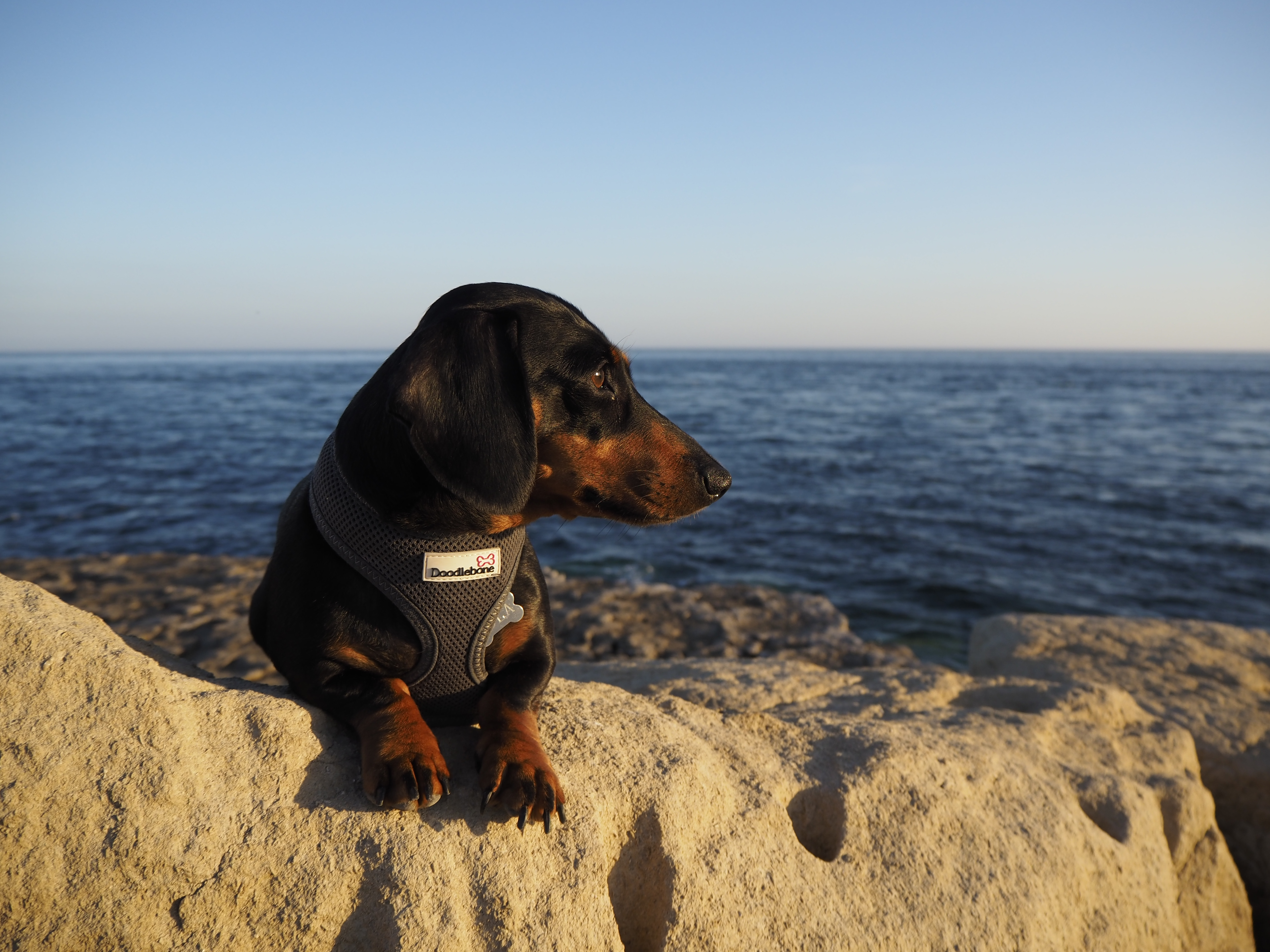 Profile of dog photographed on the Olympus E-P7