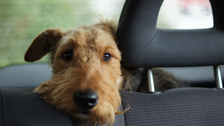 Dog sitting in the car with its head rested on the back of a seat