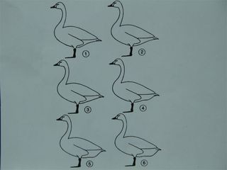This guide ranks swans' rear ends from scrawny (#1) to plump (#6). Plumper swans are more likely to survive their annual migration to the Arctic.