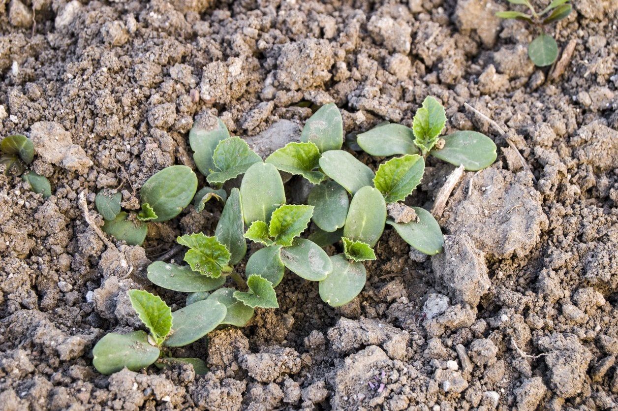 watermelon seedlings