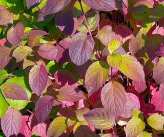 Cornus sericea foliage changing color in the fall