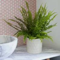Medium Boston Fern: £25 at Marks &amp; Spencer