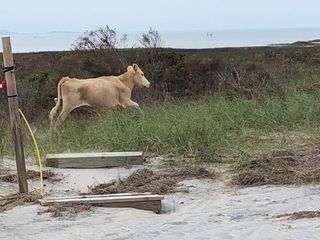 These cows aren't used to humans and run away when people get too close.