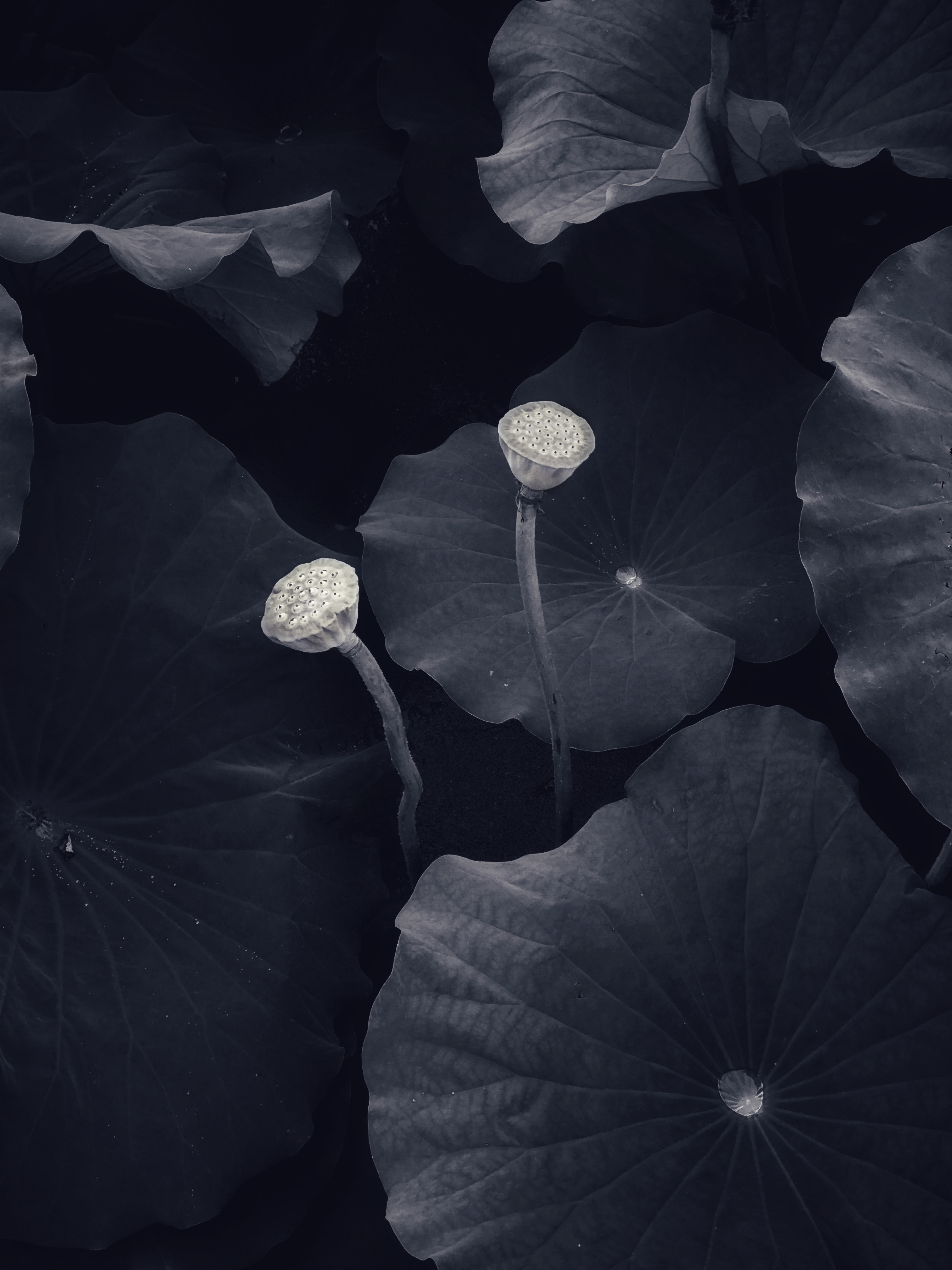 Water lily photo for the iPhone Photography Awards 2021