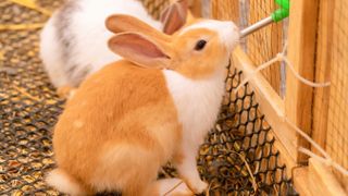 Rabbit drinking