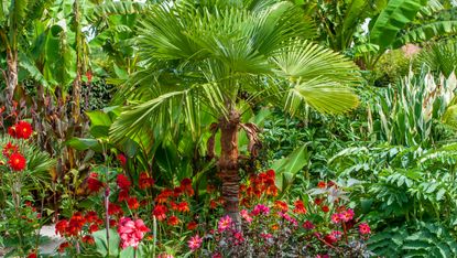 Palm tree Trachycarpus fortunei (Chusan Palm tree) planted with Coneflowers and Dahlias in a summer garden