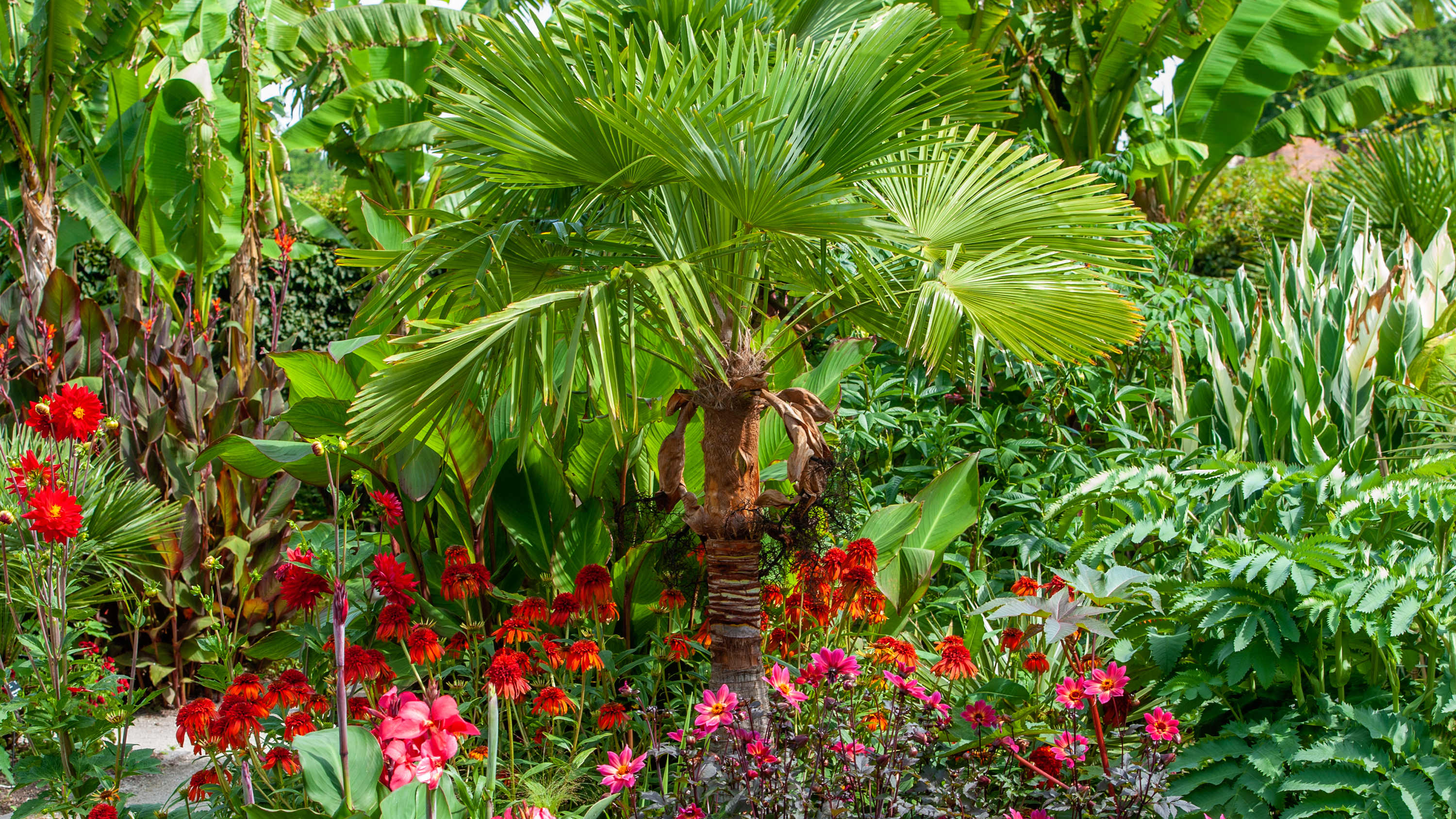The Palm Tree Trend Is Taking Over, Large Garden Palm Trees Uk
