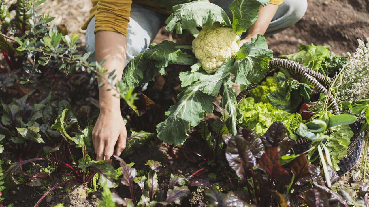 A gardener holding a cauliflower while picking vegetables