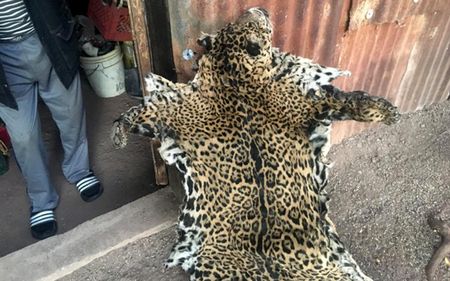 Jaguar pelt in Arizona