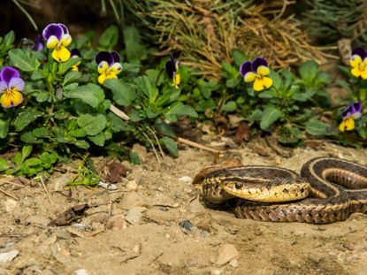 A Snake In The Garden