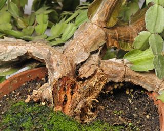 Thanksgiving cactus with Erwinia carotovorum bacterial soft rot