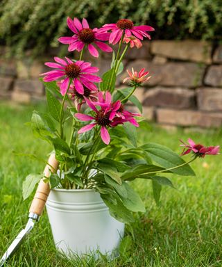 Pink coneflowers growing in containers in the pollinator garden