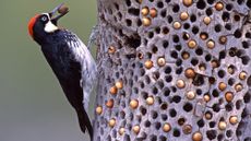 Woodpecker perched on a hole-ridden tree, with acorns in some of the holes