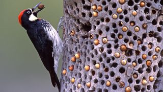 Woodpecker perched on a hole-ridden tree, with acorns in some of the holes