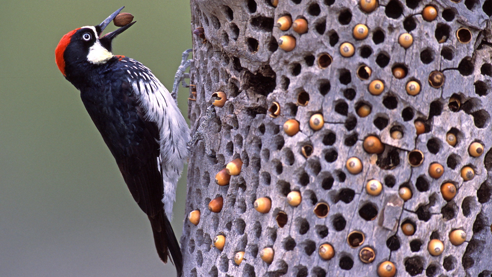 woodpecker holes