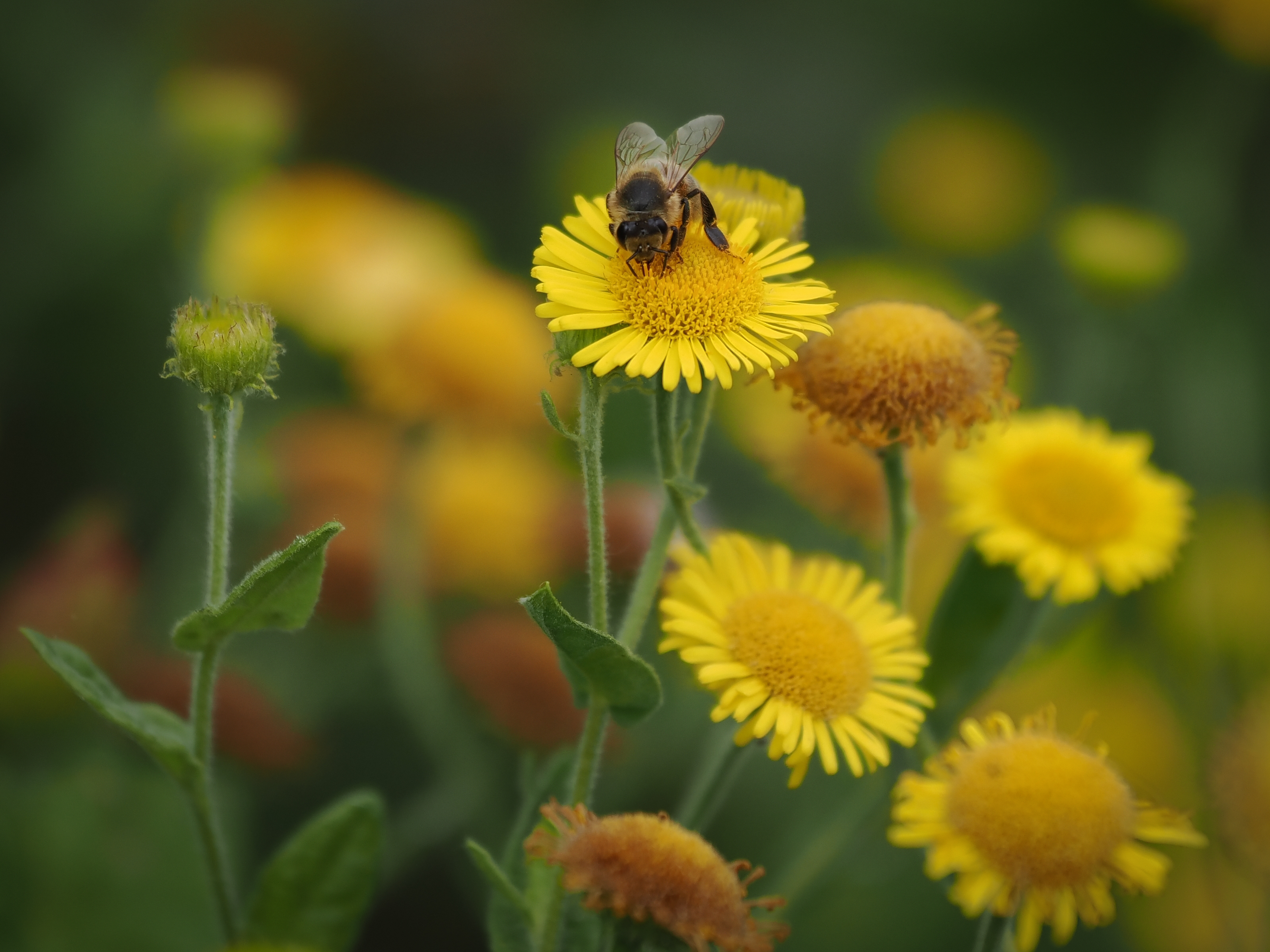 Sample bee photograph taken with the OM System M.Zuiko 50-200mm f/2.8 IS Pro on the OM System OM-1 Mark II