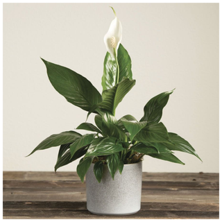 A Peace Lily Gift Plant from Jackson & Perkins