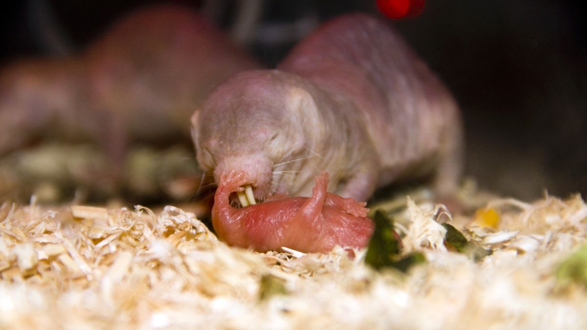 We Finally Know How Naked Mole Rats Survive Without Oxygen 