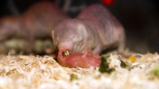 A naked mole rat cares for its newborn.