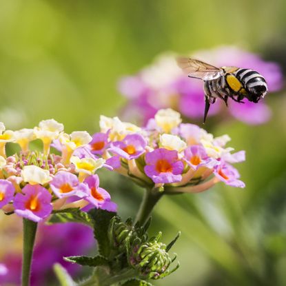 blueberry bee flying around colorful pink and yellow flowers in garden border