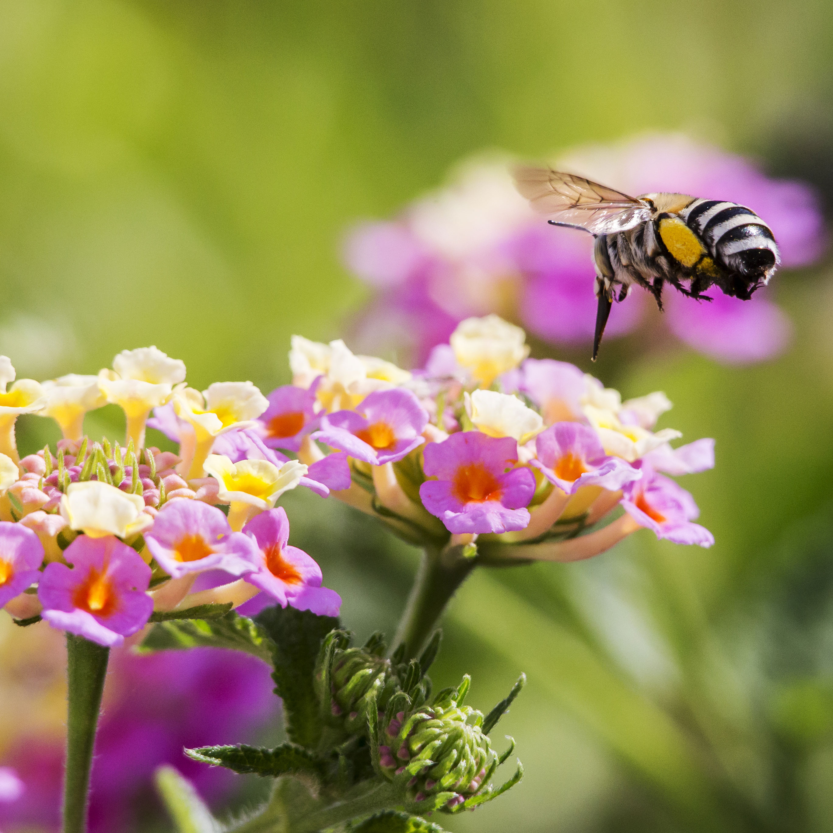 blueberry bee flying around colorful pink and yellow flowers in garden border
