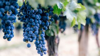 Merlot wine grapes