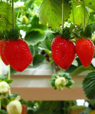 strawberries growing hydroponically