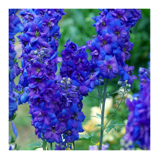 A set of live blue larkspur plants