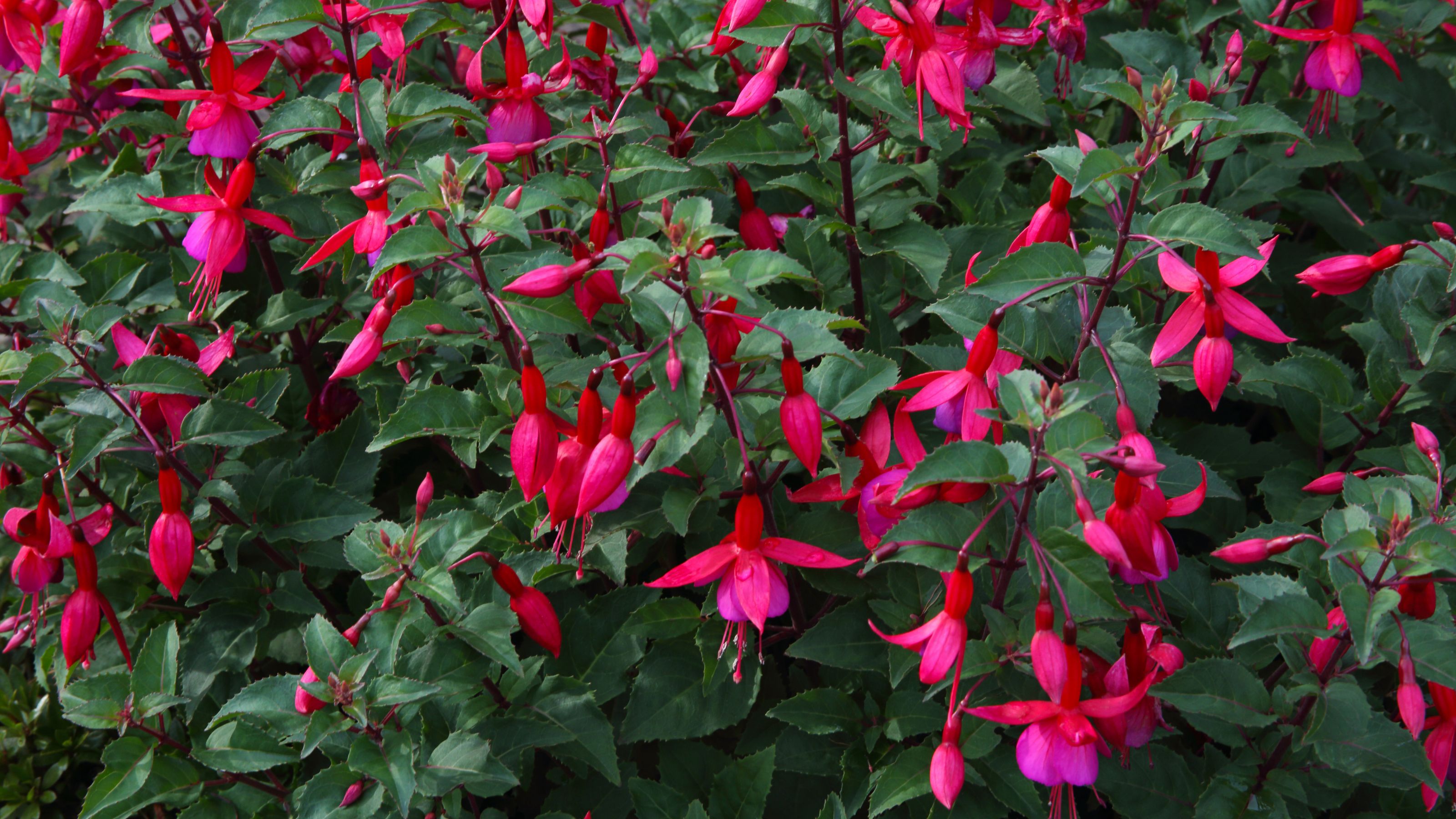Pink flowering fuchsias