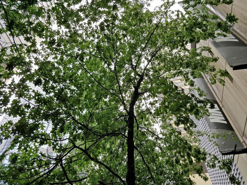 OnePlus 5 camera sample