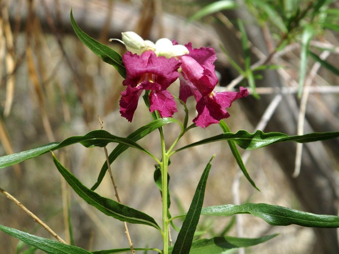 Desert Willow Flower