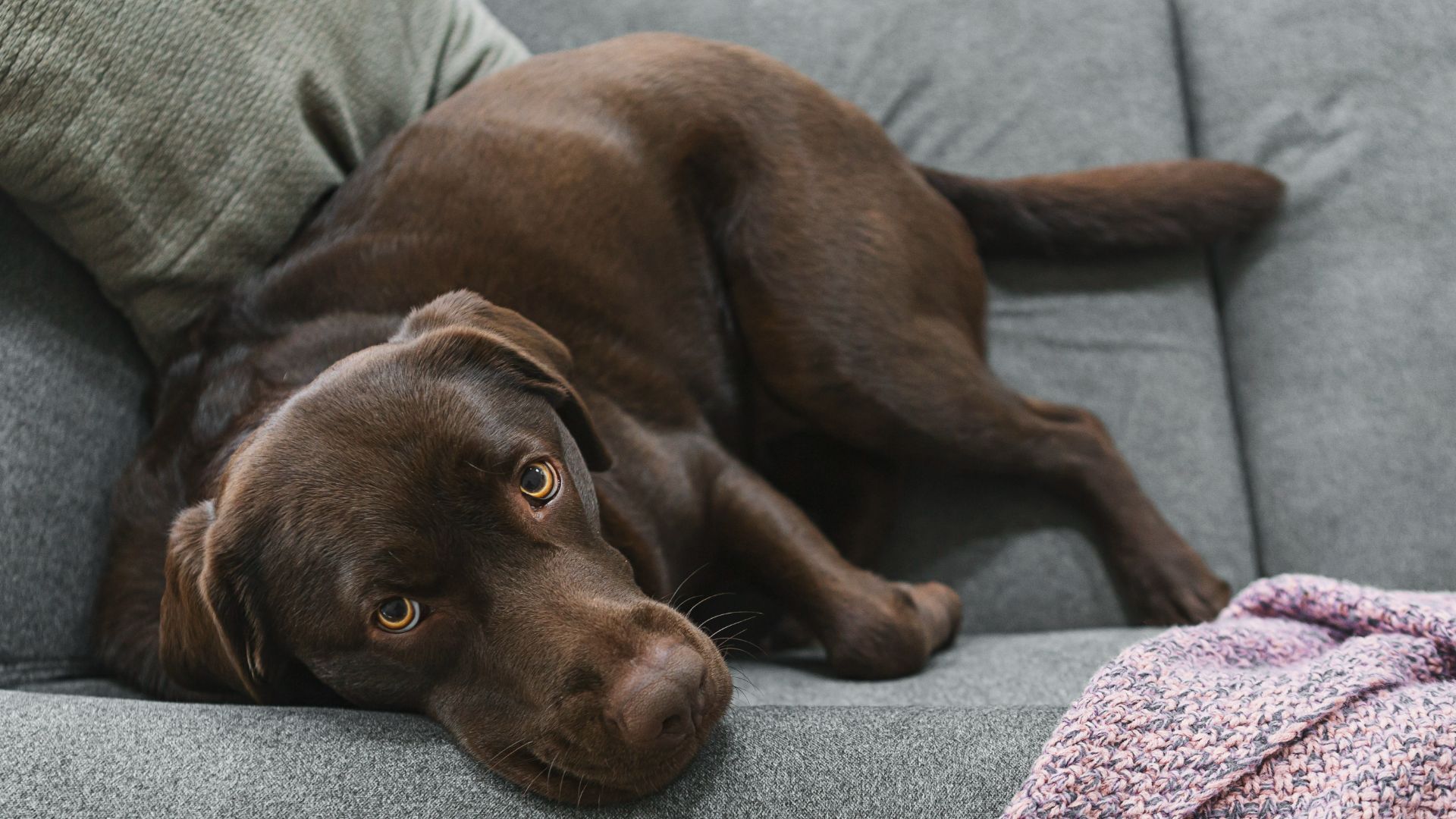 Chocolate Labrador lying on the couch
