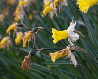 daffodil flowers dying back