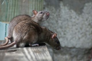 pair of rats on white background