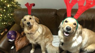 Lowen the golden retriever taking part in Christmas activities