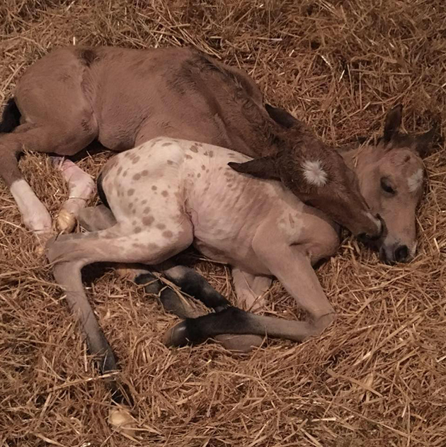 foals in stable