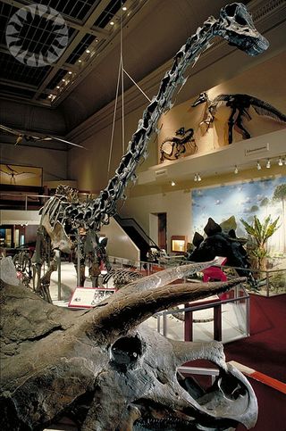 dinosaur skeletons in a museum