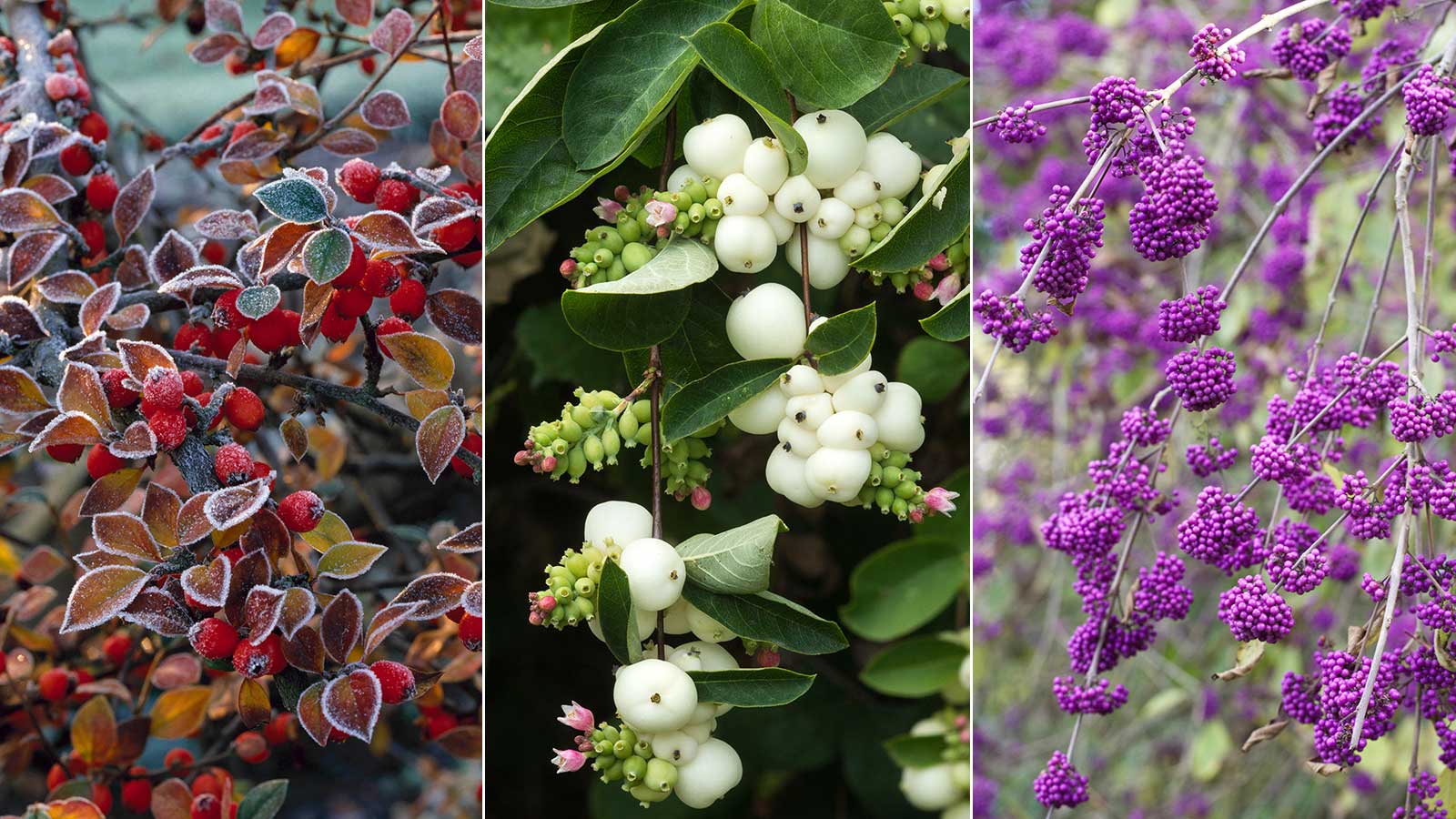 Hardy Shrubs With Showy Berries - FineGardening
