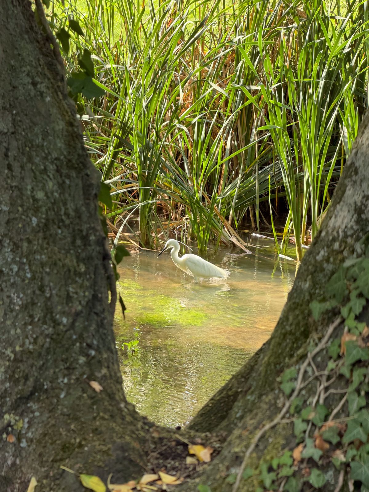 White egret standing in shallow water among tall reeds, framed by two tree trunks.