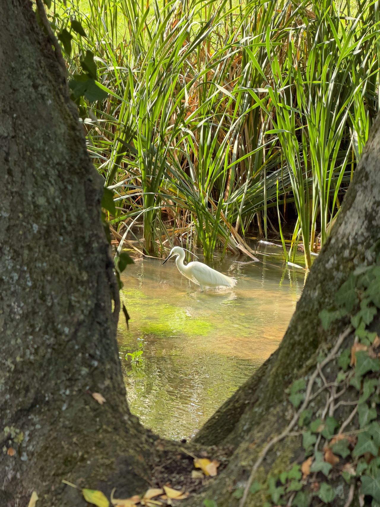 White egret standing in shallow water among tall reeds, framed by two tree trunks.
