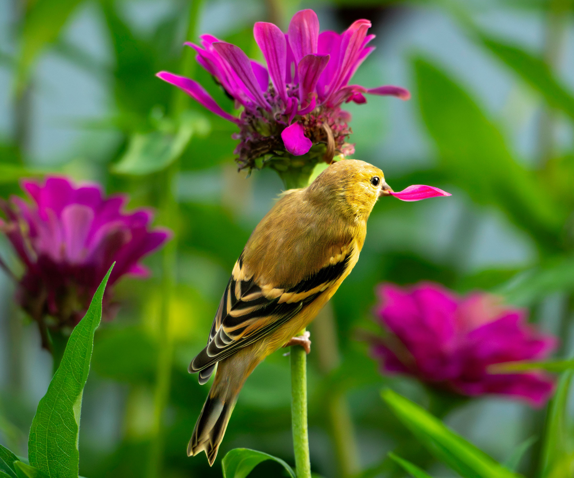 goldfinch nibbling on pink zinnia petal