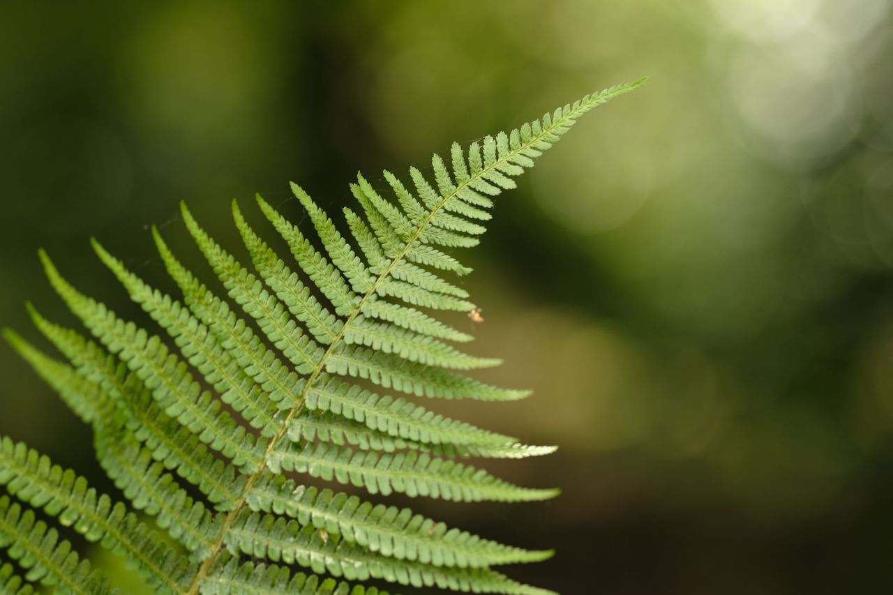 Viltrox AF 90mm F2.2 EVO and Fujifilm XF 90mm f/2 R LM WR lens comparisons: a single fern with dappled light coming through background foliage