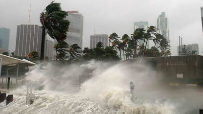 waves rising hitting palm trees in a city