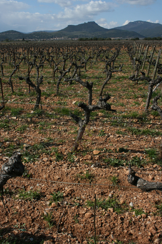 Vines Languedoc