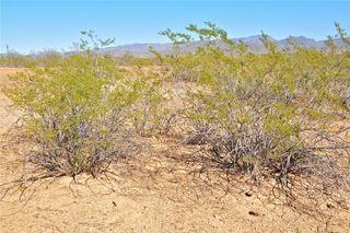 creosote bushes, desert plants, desert life, desert flora, Southwest deserts, strange plants