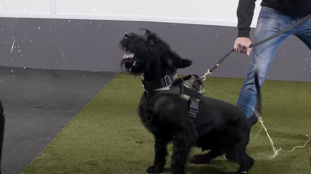 Giant Schnauzers look like no other guard dogs in the world