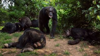 A male chimpanzee walking through a group of other males resting in Gombe National Park, Tanzania.