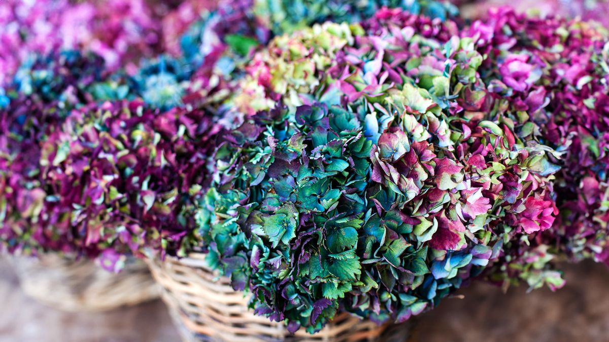 How to Dry Hydrangea Flowers – 3 Foolproof Ways to Keep Blooms Beautiful for Months