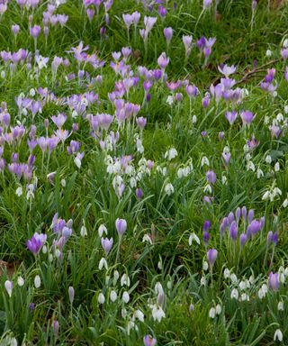 snowdrops naturalized in grass with crocuses