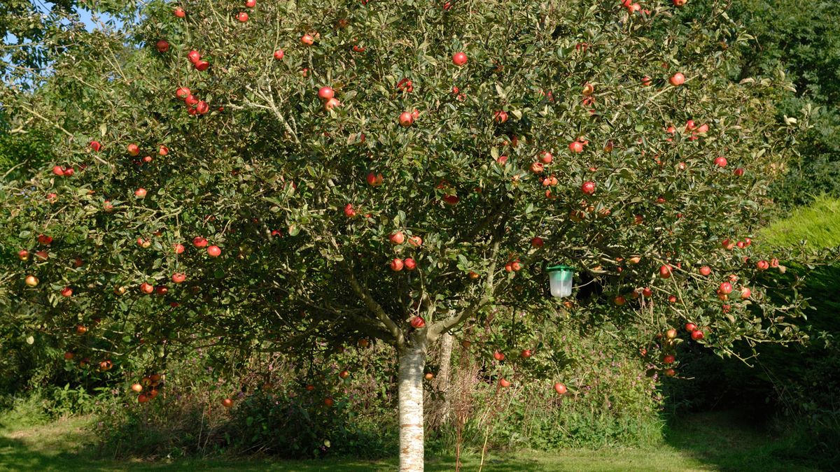 The 10 best bare root fruit trees to get into your backyard now for a bumper harvest next year